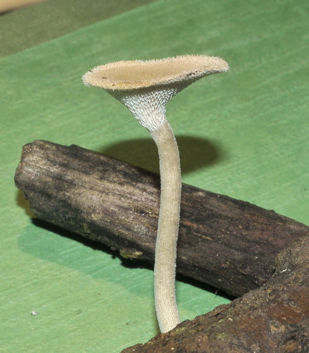 Polyporus arcularius nato in coltura